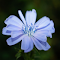 A blue flower logo