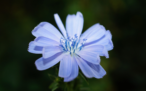 A blue flower screenshot 1