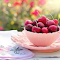 A bowl of red cherries logo