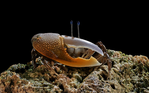 A bright yellow crab stands out. screenshot 1