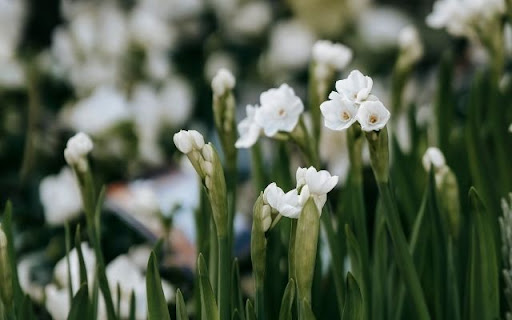 A Dainty Dance of Narcissus tazetta screenshot 1