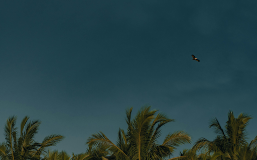 A Dark Blue Sky above Palm Trees screenshot 1