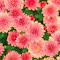 A Dense Bloom of Pink Chrysanthemums logo