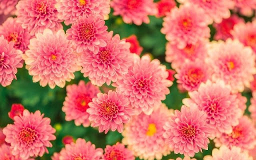 A Dense Bloom of Pink Chrysanthemums screenshot 1