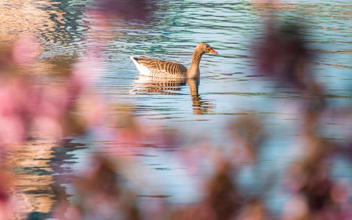 A duck swimming in the water near a tree screenshot 1
