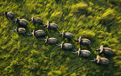 A dynamic 3D depiction showing a Triceratops screenshot 1