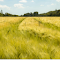 A Field of Barley logo