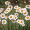 A Field of Cheerful Daisies logo
