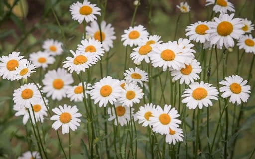 A Field of Cheerful Daisies screenshot 1