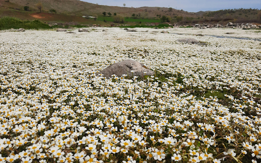 A Field of Flowers screenshot 1