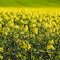 a field of yellow canola flowers at dawn logo