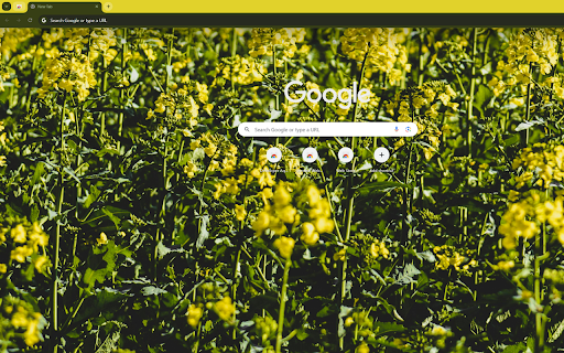 a field of yellow canola flowers at dawn screenshot 1