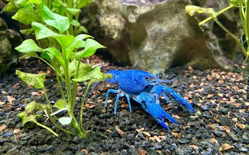 A Glimpse of the Blue Crayfish screenshot 1