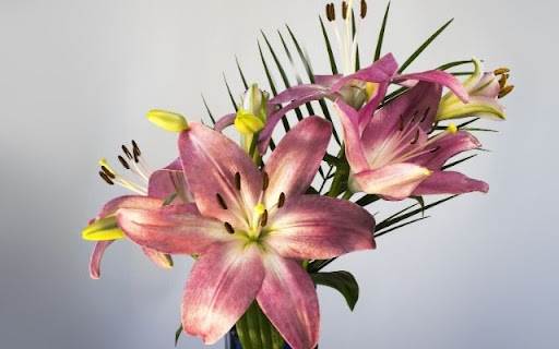 A Graceful Bouquet of Lilium 'Stargazer' screenshot 1