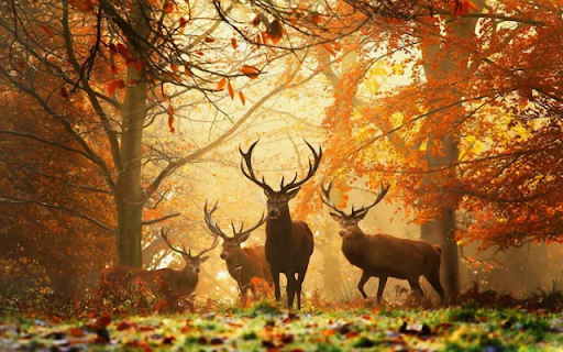 A Graceful Herd of Deer: Nature’s Elegant Wanderers screenshot 1