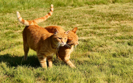 A Pair of Ginger Tabbies in the Sun screenshot 1
