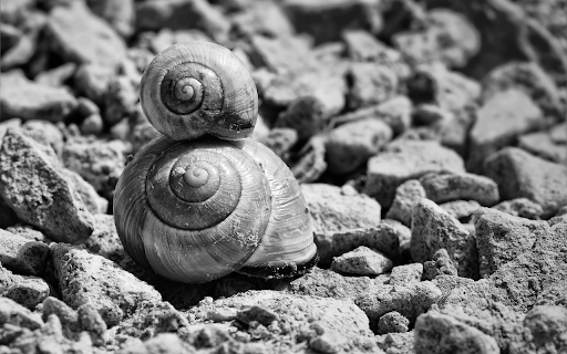 A pair of snails screenshot 1