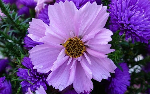 A Petal-Perfect Cosmos and Aster Duet screenshot 1