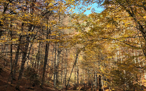 A Scenic Shot of the Wilderness screenshot 1