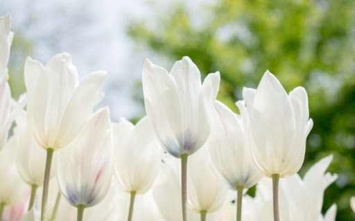 A Serene Congregation of Tulipa gesneriana screenshot 1