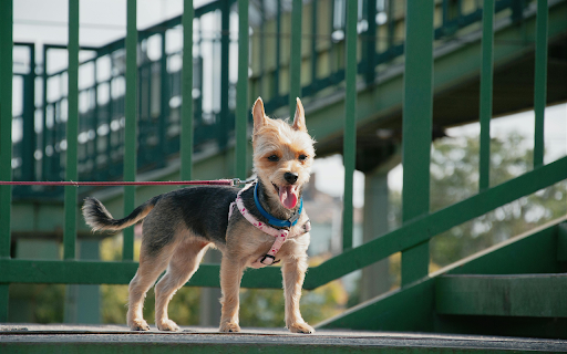 A small dog wearing a harness on a bridge screenshot 1