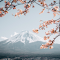 A Spring Vista with Mount Fuji logo