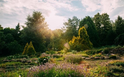 A Sun-Drenched Garden of Lavender and Evergreens screenshot 1