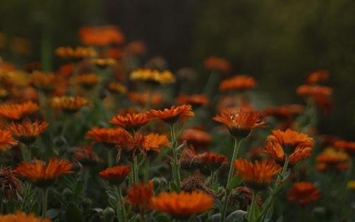 A Swath of Fiery Calendula screenshot 1
