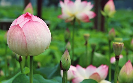 A Symbol of Purity: Nelumbo nucifera screenshot 1