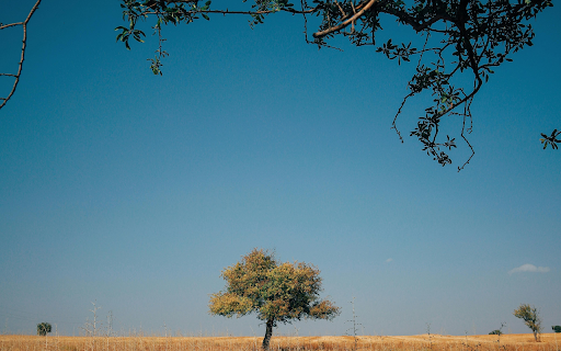 A Tree in a Serene Landscape screenshot 1