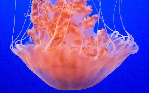 A Unique Sea Nettle screenshot 1