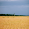 A Wheat Field under a Blue Sky logo