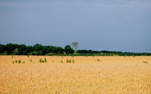 A Wheat Field under a Blue Sky screenshot 1