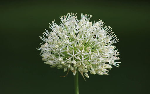 A white flower screenshot 1
