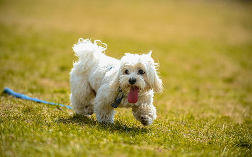 A White Shih Tzu Dog Walking on the Grass screenshot 1