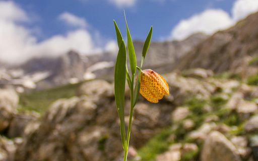 A Yellow Fritillaria Flower screenshot 1