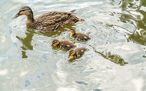 Adorable ducklings screenshot 1