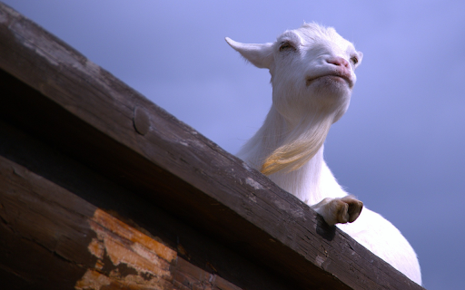 Adorable goat screenshot 1