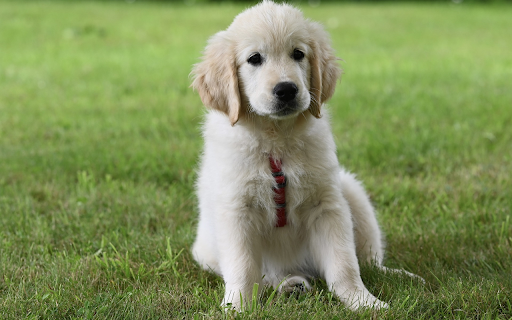 Adorable puppy on green grass screenshot 1