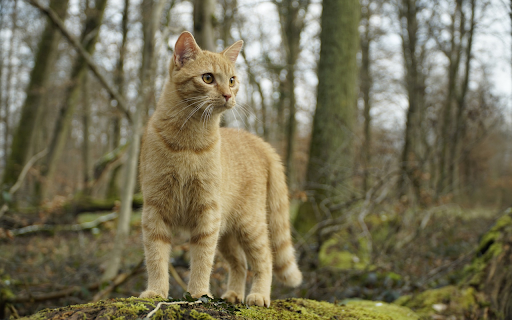 Adorable wild cat screenshot 1