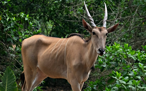 Adult antelope screenshot 1