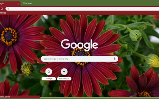 African Daisy screenshot 1