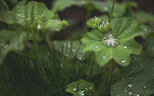 After the rain screenshot 1