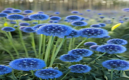 Allium flowers wallpaper screenshot 1