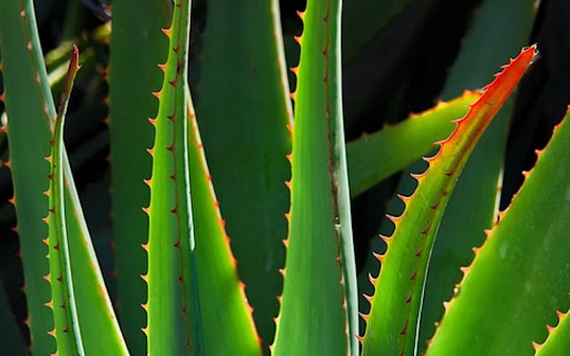 ALOE Theme screenshot 1