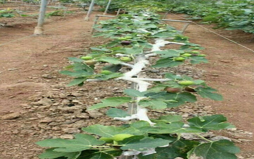 American Fig Tree Wallpaper screenshot 1