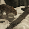 Amur Leopard Walking through Snowy Landscape logo