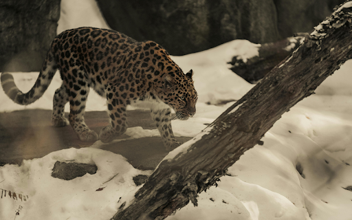 Amur Leopard Walking through Snowy Landscape screenshot 1