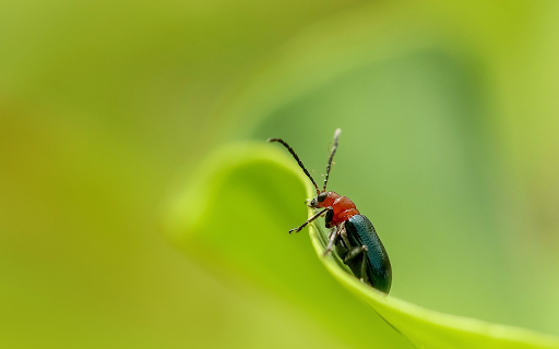 An insect screenshot 1