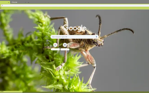 An insect with long antennae screenshot 1